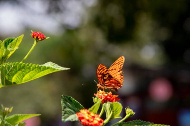 Turuncu bir kelebek, hafif hasarlı kanatlarına rağmen canlı bir portakal çiçeğiyle zarifçe beslenir..