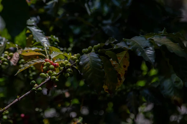 Colombian coffee culture, this macro photograph showcases a coffee plant adorned with clusters of beans in various stages of ripening