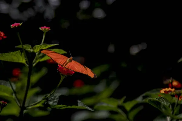 Die Flügel Des Schmetterlings Sind Weit Ausgebreitet Und Zeigen Atemberaubende — Stockfoto