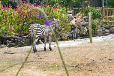 Esaret altındaki bir zebra zarif bir şekilde etrafını sarar. Ayırt edici siyah ve beyaz çizgileri yapay çevreye zıt düşer.