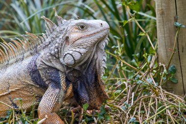 Zarif bir iguana profilde poz veriyor, parlak siluetini zıt bir arkaplanda gösteriyor, sürüngeninkini yakalıyor.