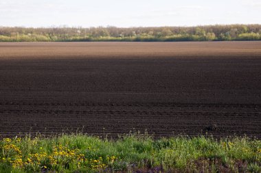 Çernozem tarlası bahar yeşilliği ekiyor. Yüksek kalite fotoğraf