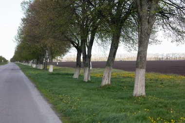 Yol asfalt doğa gökyüzü ağaçları. Yüksek kalite fotoğraf