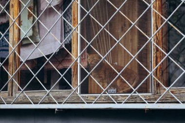 Esaretteki hayvanlar, parmaklıkların arkasındaki bir kedi. Yüksek kalite fotoğraf