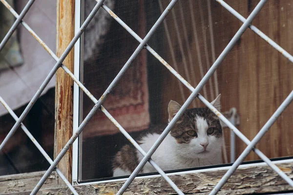 Animals in captivity, a cat on the window behind bars. High quality photo