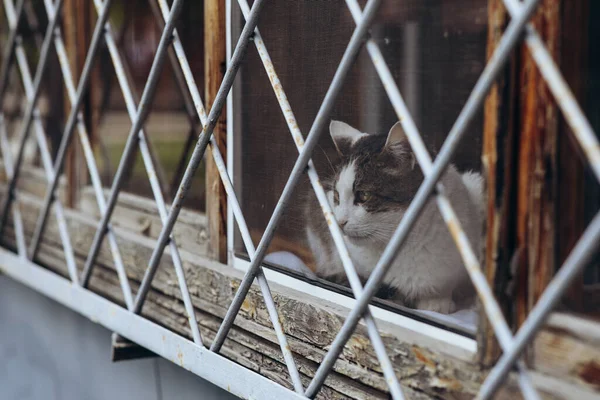 Ζώα Αιχμαλωσία Μια Γάτα Στο Παράθυρο Πίσω Από Κάγκελα Υψηλής — Φωτογραφία Αρχείου