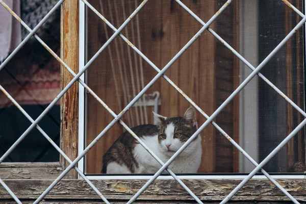 Animals in captivity, a cat on the window behind bars. High quality photo