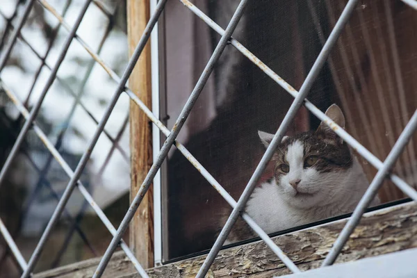 Animals in captivity, a cat on the window behind bars. High quality photo