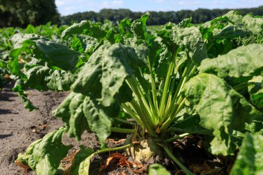 beet harvest in the field, blue sky. High quality photo clipart