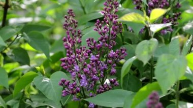 Leylak bahçesi yakın çekim ve rüzgar