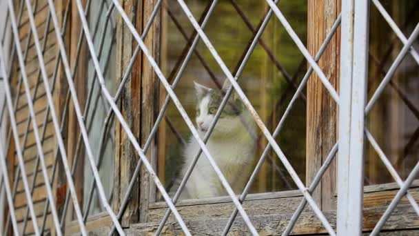 Gato Mira Por Ventana Balcón Cerrado Animal Problema — Vídeos de Stock