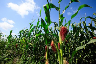 Büyük yeşil mısır tarlası ve mavi gökyüzü. Yüksek kalite fotoğraf