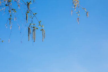 Ağaçlar ve yapraklar baharda çiçek açar. Yüksek kalite fotoğraf
