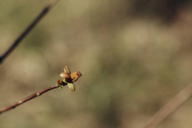 Ağaçlar ve yapraklar baharda çiçek açar. Yüksek kalite fotoğraf