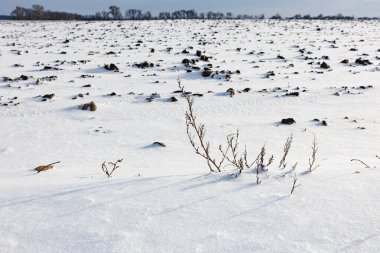 Zemin karla kaplı. Yüksek kalite fotoğraf