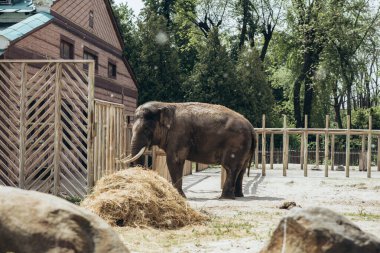 Hayvanat bahçesindeki fil. Kyiv 'deki Afrika fili. Yüksek kalite fotoğraf