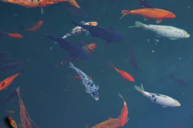 Gölde yüzen renkli bir sazan balığı. Suda bir balık sürüsü. Düz yat. Üst Manzara. Yüksek kalite fotoğraf