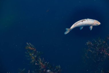 Gölde yüzen renkli bir sazan balığı. Suda bir balık sürüsü. Düz yat. Üst Manzara. Yüksek kalite fotoğraf