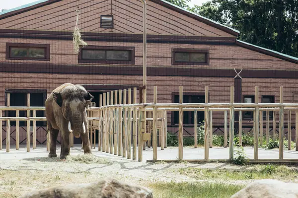 Hayvanat bahçesindeki fil. Kyiv 'deki Afrika fili. Yüksek kalite fotoğraf