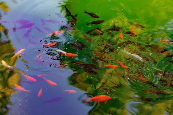Gölde yüzen renkli bir sazan balığı. Suda bir balık sürüsü. Düz yat. Üst Manzara. Yüksek kalite fotoğraf