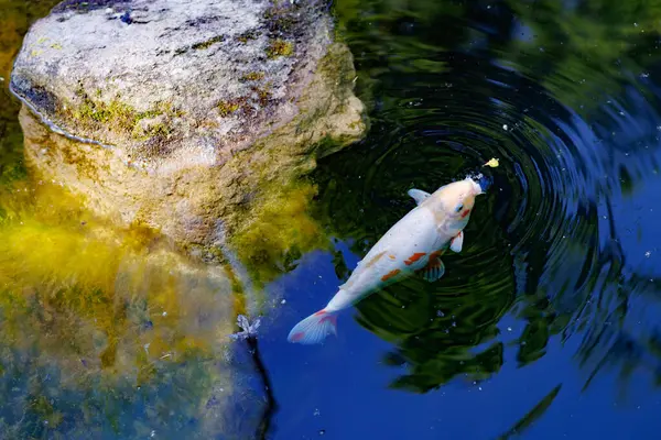 Gölde yüzen renkli bir sazan balığı. Suda bir balık sürüsü. Düz yat. Üst Manzara. Yüksek kalite fotoğraf
