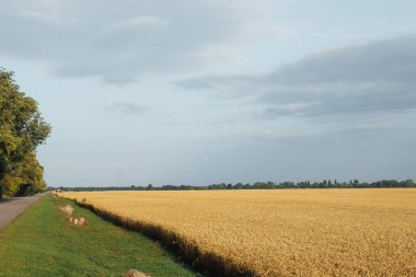 Yol kenarında olgun buğday tarlası. Yüksek kalite fotoğraf