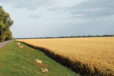 Yol kenarında olgun buğday tarlası. Yüksek kalite fotoğraf