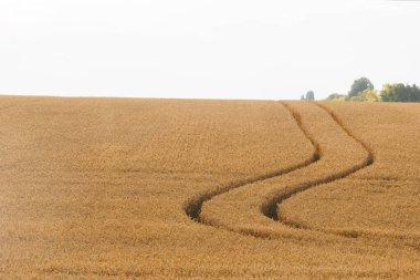 Olgun buğday tarlası, hasat. Yüksek kalite fotoğraf