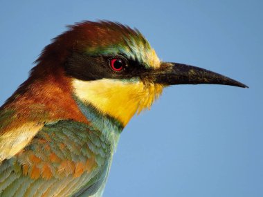 Avrupa arı yiyici (Merops apiaster), doğal habitatta vahşi yaşam renkli arı yiyici kuş, canlı renkli kuşların yakın çekim fotoğrafı
