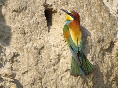 Avrupa arı yiyici (Merops apiaster), doğal habitatta vahşi yaşam renkli arı yiyici kuş, canlı renkli kuşların yakın çekim fotoğrafı