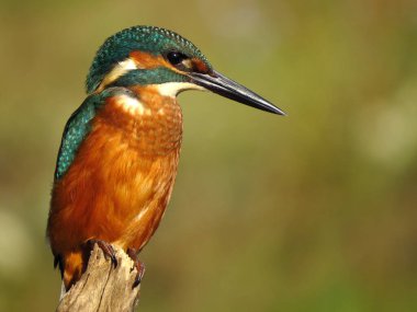 Ortak Kingfisher (Alcedo at this) Avrupa 'nın doğal ortamında kralbalıkçı kuşu, bulanık arkaplan ile yakın plan fotoğrafı, turuncu mavi kuş