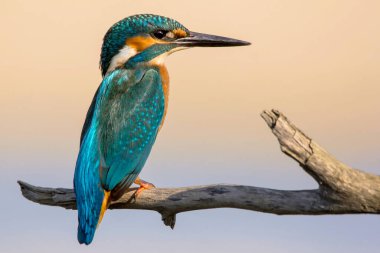 Ortak Kingfisher (Alcedo at this) Avrupa 'nın doğal ortamında kralbalıkçı kuşu, bulanık arkaplan ile yakın plan fotoğrafı, turuncu mavi kuş