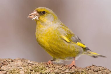 Avrupa ispinozu (Chloris chloris, Carduelis chloris), ispinozgiller familyasından kardaki Fringillidae familyasındaki küçük serçe türü. 