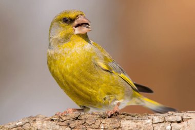 Avrupa ispinozu (Chloris chloris, Carduelis chloris), ispinozgiller familyasından kardaki Fringillidae familyasındaki küçük serçe türü. 