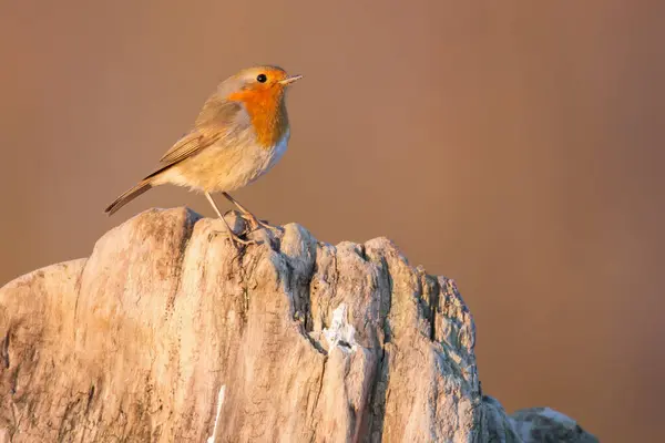 Avrupa bülbülü (Erithacus rubecula) ya da robin kırmızısı, böceği geçen kuş, turuncu göğüslü Eski Dünya sinekkapanı, gri kahverengi üst parçaları, Muscicapidae