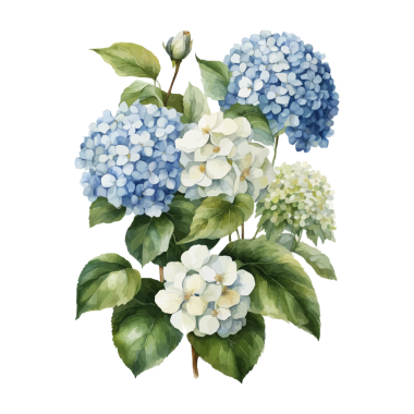 Beyaz arkaplanda yaprakları olan bir ortanca çiçeğinin suluboya resmi