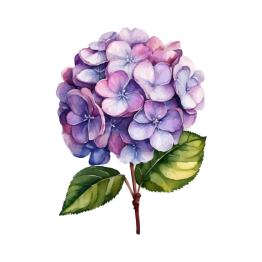 Beyaz arkaplanda yaprakları olan bir ortanca çiçeğinin suluboya resmi