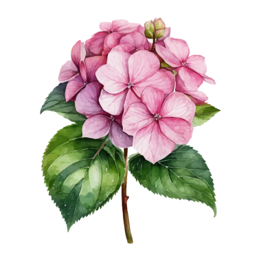 Beyaz arkaplanda yaprakları olan bir ortanca çiçeğinin suluboya resmi