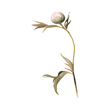 Altın suluboyalı beyaz-pembe şakayık. Tasarımın, şakayığın, pembe şakayığın için izole edilmiş beyaz arka planda botanik çiçeği