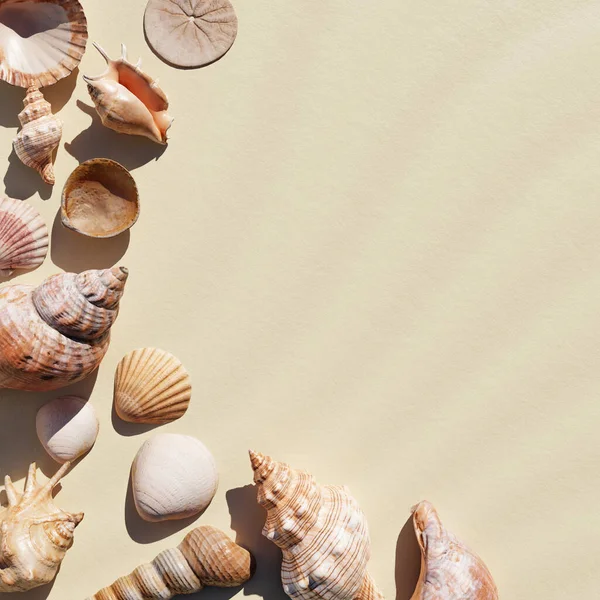 コピースペース付きの白い砂浜の背景に貝殻 自然と海洋の概念 3Dイラストレンダリング — ストック写真