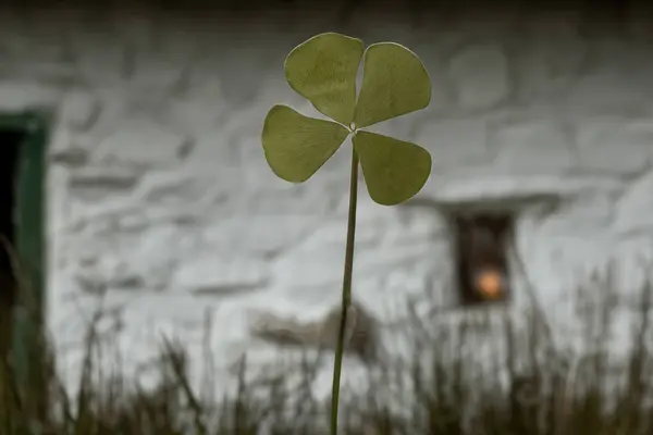 Vierblättriges Kleeblatt Mit Einem Alten Irischen Häuschen Hintergrund — Stockfoto