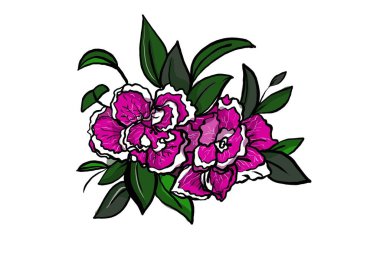 Açelya, botanik çiçeği, çizim, izole edilmiş.