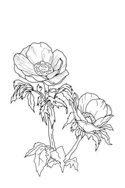 Pulsatilla Vulgaris Violet Rysunek Linii Kwiatów Wiatru — Zdjęcie stockowe