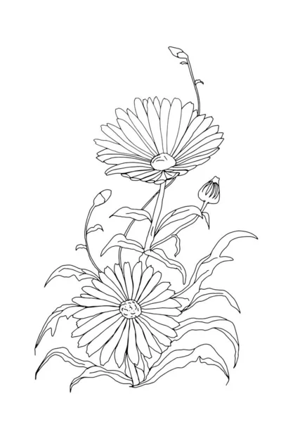 Ringelblumen Linien Zeichnung Und Bunte Isolierte Weiße Hintergrund — Stockfoto