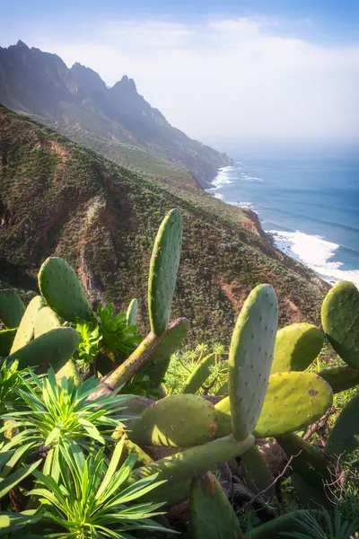 stock image Beautiful ocean coastline with cactus in foreground, Tenerife, Spain