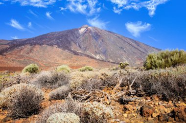 Açık bir günde Teide Dağı 'nın çalılarla ve kuru ağaç önplanıyla manzara manzarası, Tenerife, İspanya