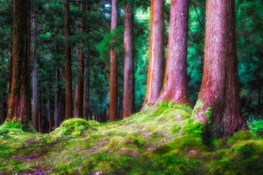 Sedir ağaçları ve dramatik ışık, Azores, Portekiz ile yeşil ormanın güzel mistik manzarası