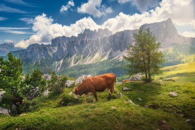 Güzel çayırlar ve önünde inek olan dağlar, Dolomitler, İtalya