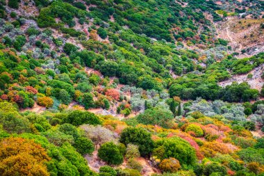 Naxos Adası, Cyclades, Yunanistan 'da renkli ağaçlar ve yapraklar