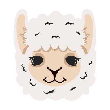 Şirin lama alpaka baş düz.